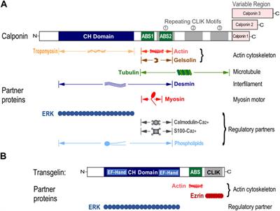 Evolution and function of calponin and transgelin